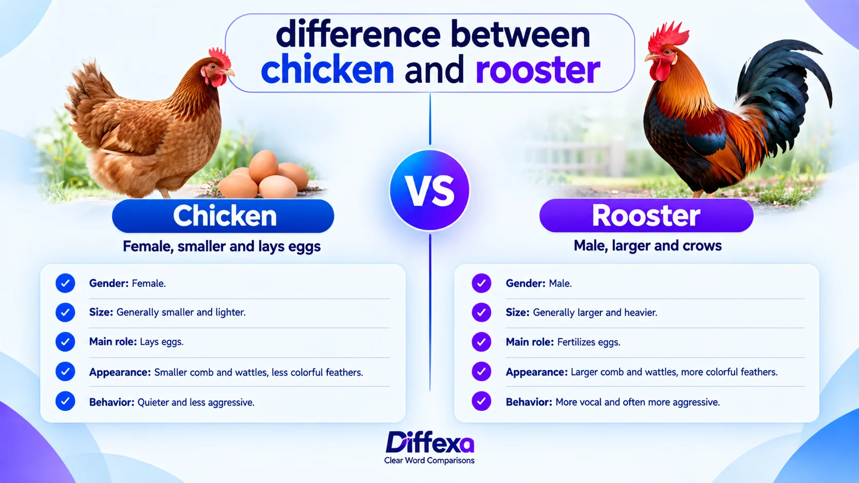 difference between chicken and rooster